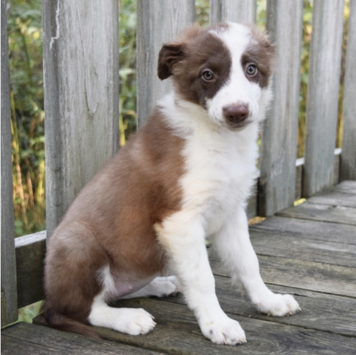 comprar cachorros sanos, baratos y asequibles para la venta